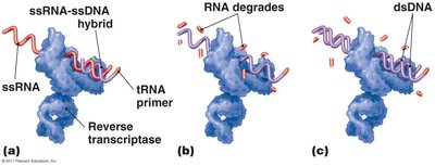 Reverse transcriptase mechanism