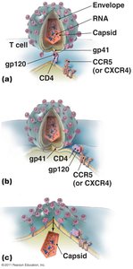 Process by which HIV attaches to and enters a CD4 cell