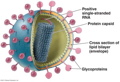 Enveloped +ssRNA coronavirus structure