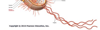 Prokaryotic cell diagram
