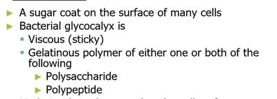 Glycocalyx structure and properties