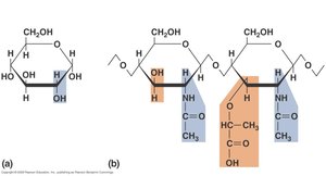 Chemical structure of NAG and NAM