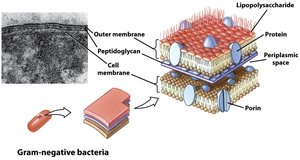 Summary of Gram-negative cell wall