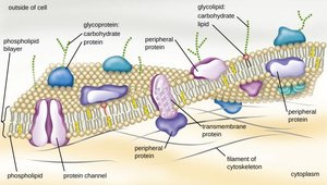 Structure of the bacterial cell membrane