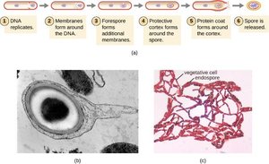 Process of sporulation and endospore formation