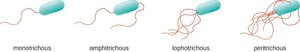 Flagella arrangements