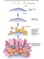 Biofilm formation with fimbriae