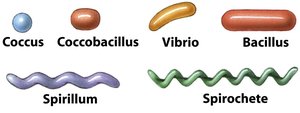 Variations in bacterial cell shapes