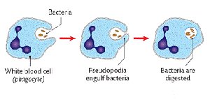 Protection from phagocytosis