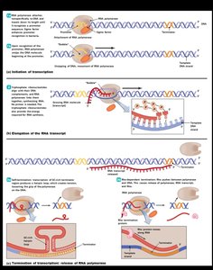 Steps of transcription: initiation, elongation, termination