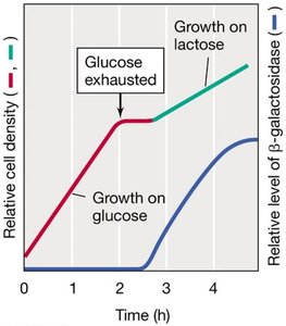 Diauxic growth curve