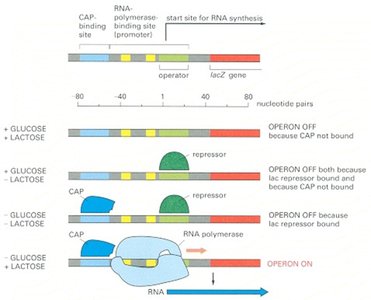 Lac operon regulation by glucose and lactose