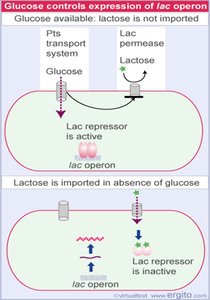 Glucose controls expression of lac operon
