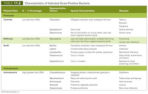 Characteristics of Gram-positive bacteria