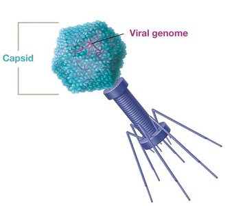 Complex bacteriophage structure