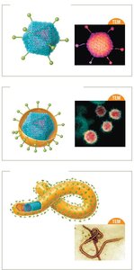 Capsid and envelope variations