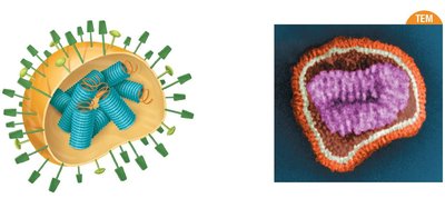 Influenza virus spikes