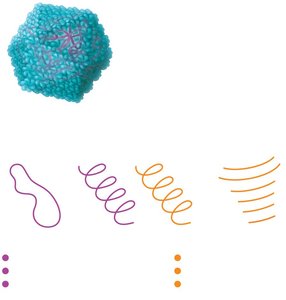 DNA and RNA viral genome arrangements