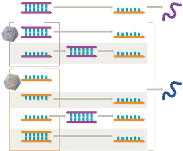 Viral genome transcription pathways