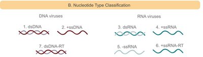 Retrovirus genome integration