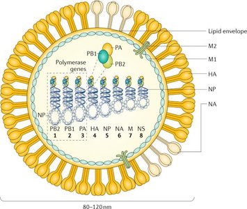 Antigenic drift and shift in influenza