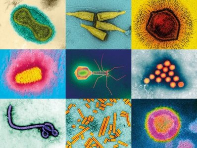 Diverse virus morphologies