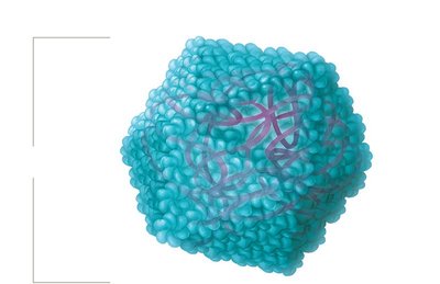 Icosahedral capsid structure