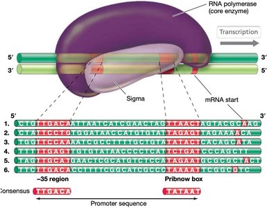 Promoter sequence and sigma factor binding