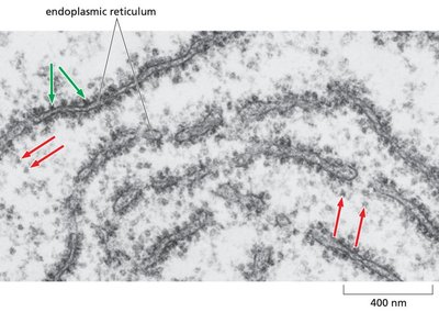 Ribosome binding sites