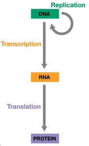 Central dogma diagram
