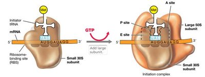 Translation initiation complex