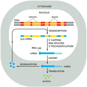Eukaryotic transcription and translation