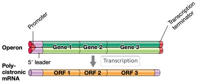 Operon and polycistronic mRNA