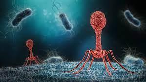 Bacteriophage infecting bacteria