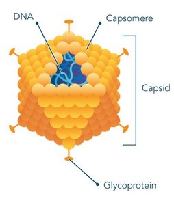 Polyhedral virus structure