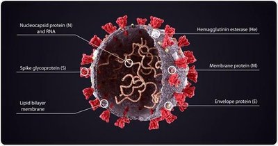 Structure of an enveloped virus