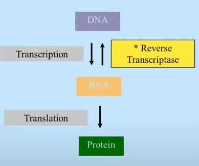 Central dogma and reverse transcriptase