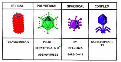 Virus shape classification table