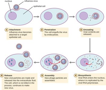 Animal virus multiplication cycle