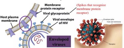 Enveloped virus attachment to host cell