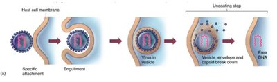 Endocytosis of herpes virus