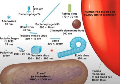 Size comparison of viruses, bacteria, and cells
