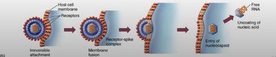 Fusion of mumps virus