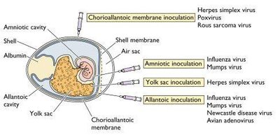 Cytopathic effects: Damage to host cells