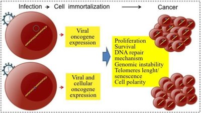 Viral oncogenesis and cancer