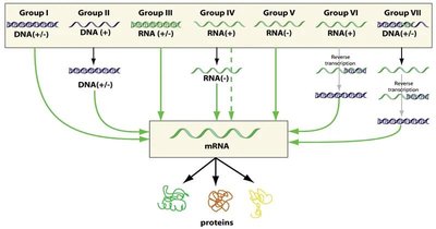 Baltimore classification of viruses by genome type