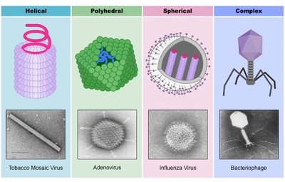 Morphological types of viruses