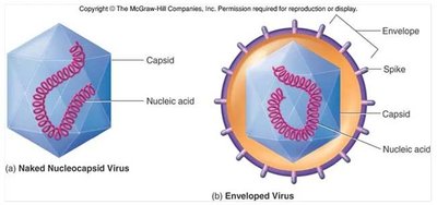 Naked nucleocapsid virus vs. enveloped virus