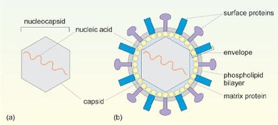 Structure of naked and enveloped viruses