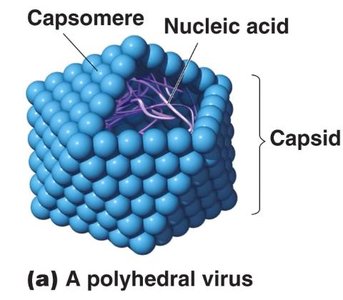 Polyhedral virus structure with capsomeres
